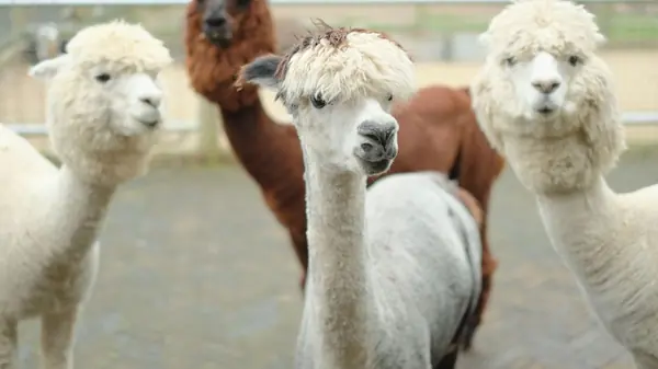 Alpacas Fofinhas: Como os Pequenos Aprendem Sobre a Lã Macia e o Respeito aos Bichos