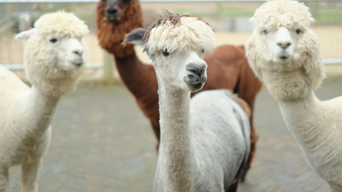 Alpacas Fofinhas: Como os Pequenos Aprendem Sobre a Lã Macia e o Respeito aos Bichos